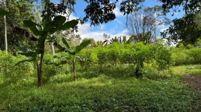 136998 - Chiriquí - lots