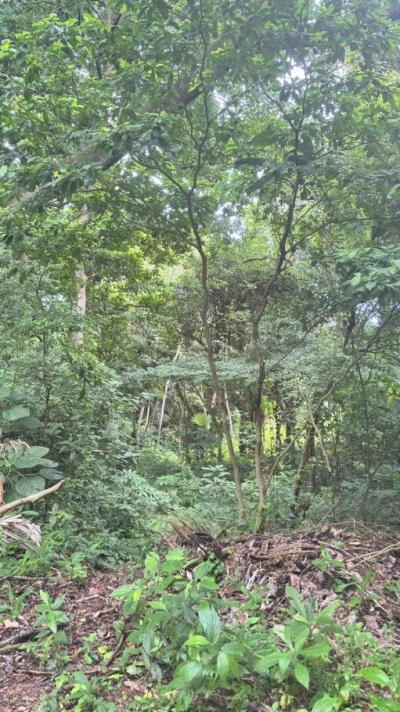 137702 - Veracruz - lots