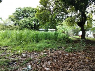 137956 - Playa gorgona - lots
