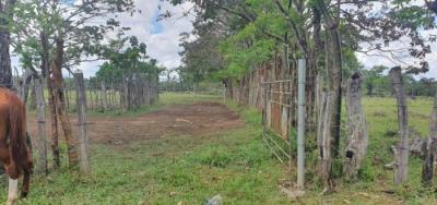 138081 - Dolega - properties