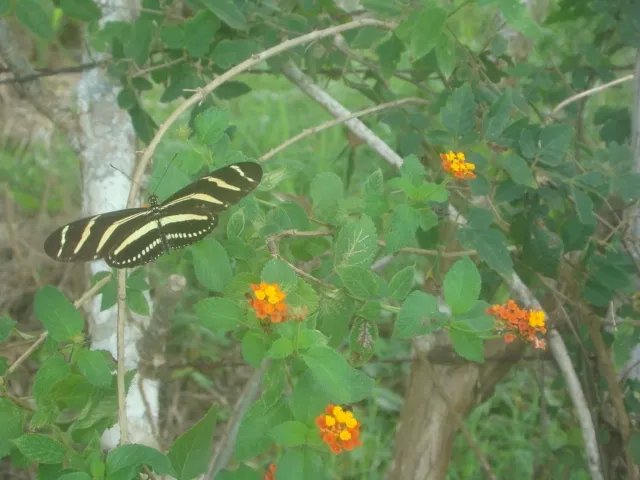 6313 mt2 titulados, vistas al mar, peninsula de azuero, las tablas