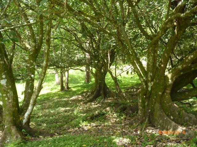 Lote plano en la atractiva zona de toscana en altos del mar