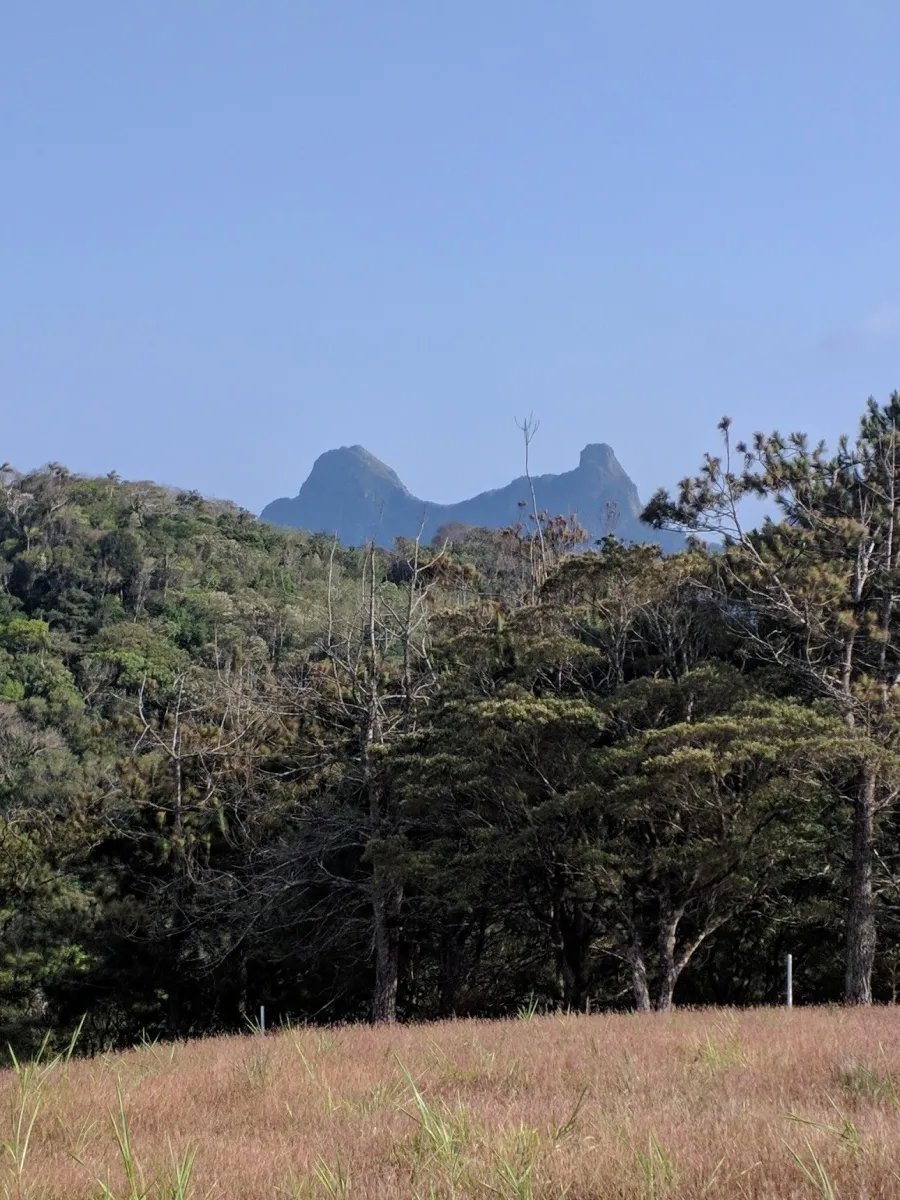 Verdant vista