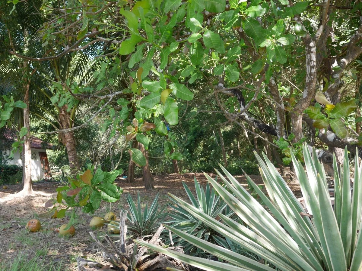 Dos lotes de playa en playa nanzal, san lorenzo, chiriqui
