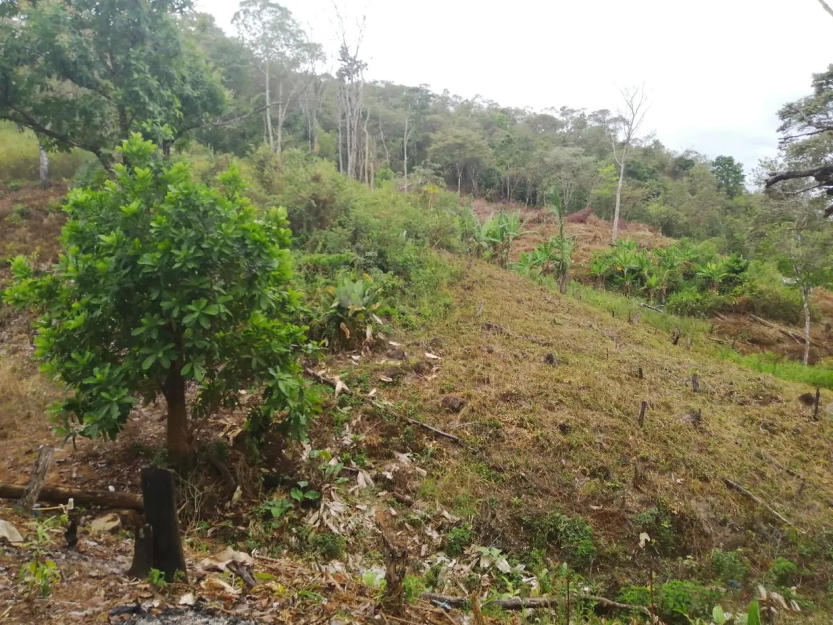 Venta de finca ganadera en veraguas, sector la pifa