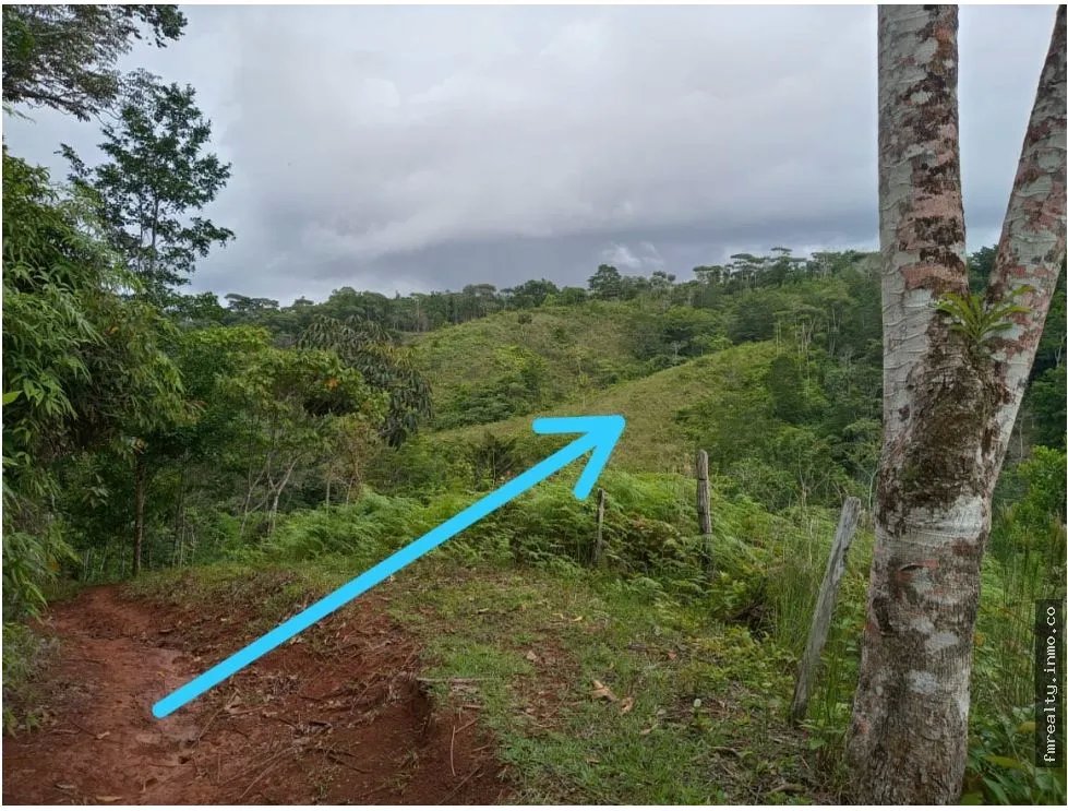 Se vende finca en ciri de los sotos capira panama