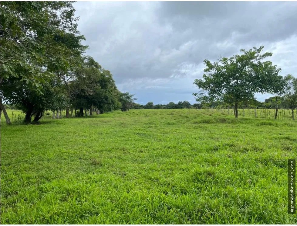 Se vende finca en pedasí, los santos
