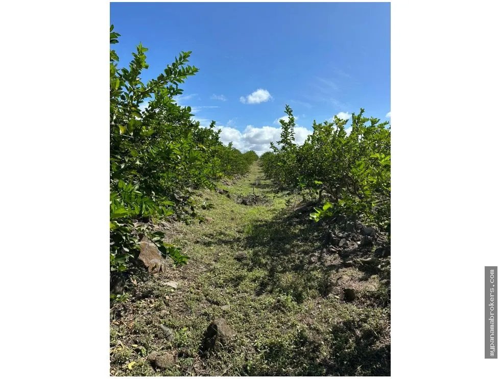 Se vende finca en cañaveral, coclé
