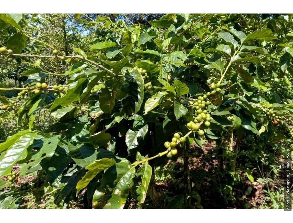 Se vende finca cafetera en alto boquete, chiriquí