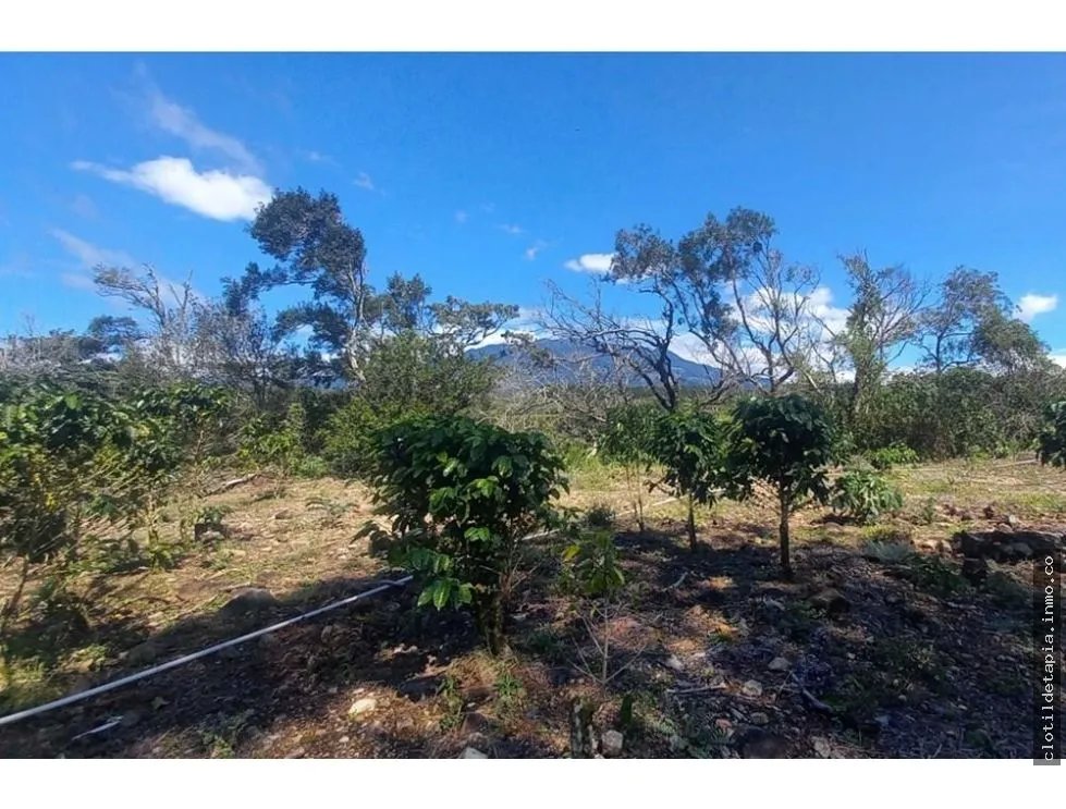 Se vende finca cafetera en alto boquete, chiriquí