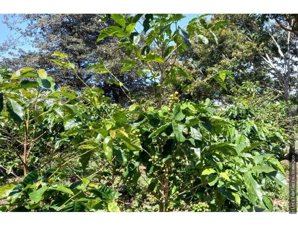 Se vende finca cafetera en alto boquete, chiriquí