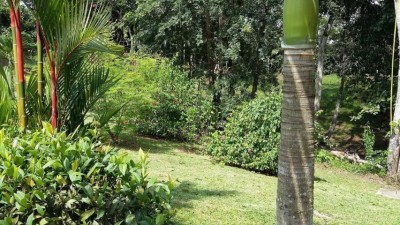 73383 - La Chorrera - lots
