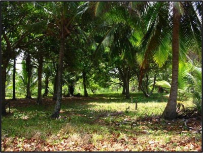 743 - Chagres - propiedades