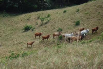 91835 - La Chorrera - lots